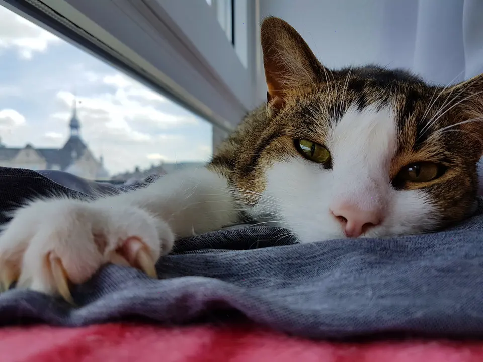 Remus, eine getigert-weiße Katze, die an einem Fenster ruht