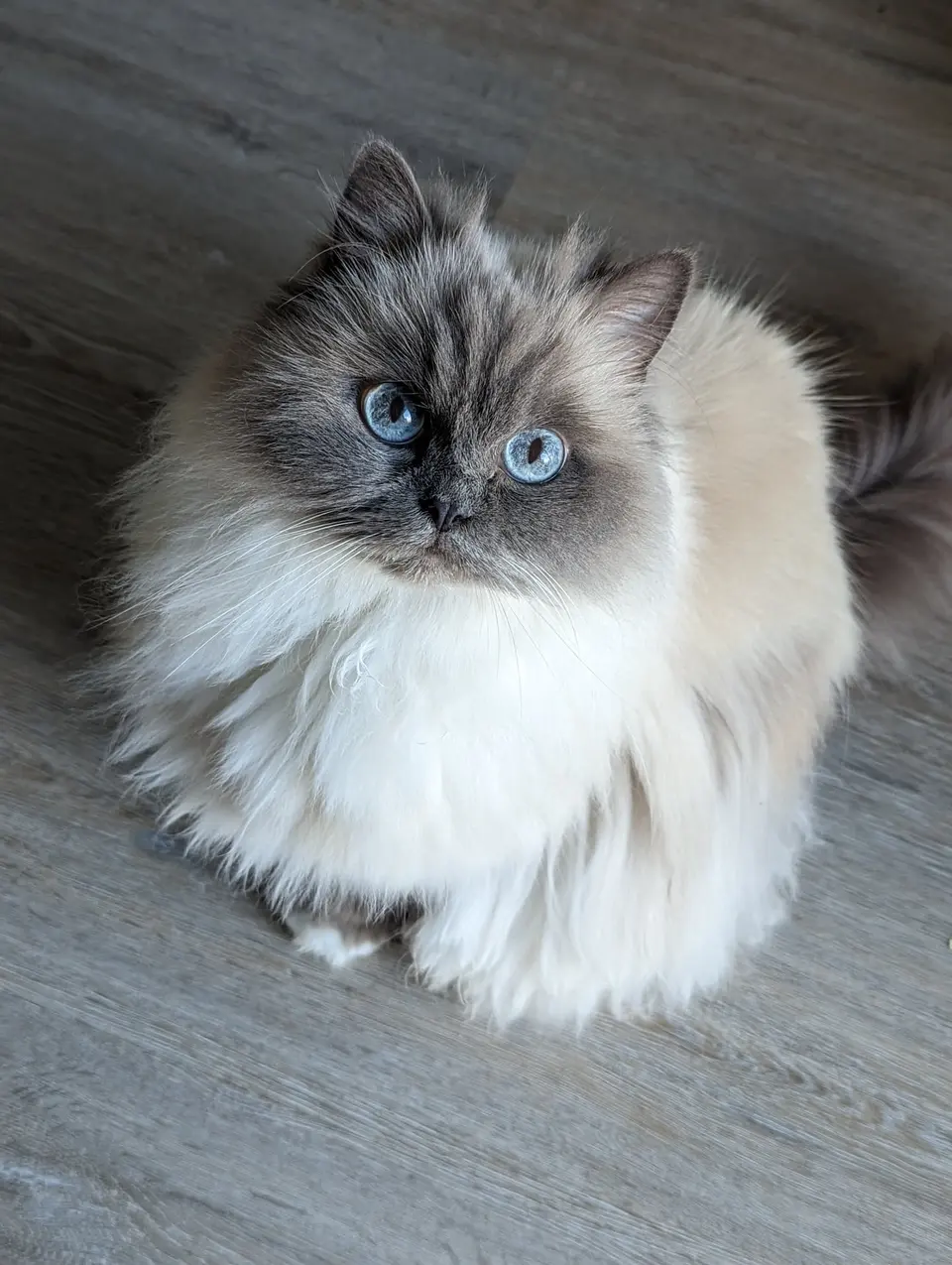Holly, eine langhaarige, blauäugige Katze, die auf einem Holzboden sitzt